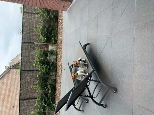 natuursteen-terras-regio-wevelgem