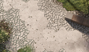 DEER CONCRETE - ORGANIC: LILY