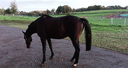 KUNSTSTOF STABILITSATIEPLAAT GEODAL FARM (GRAS/GRIND/ZAND)