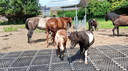 KUNSTSTOF STABILITSATIEPLAAT GEODAL FARM (GRAS/GRIND/ZAND)